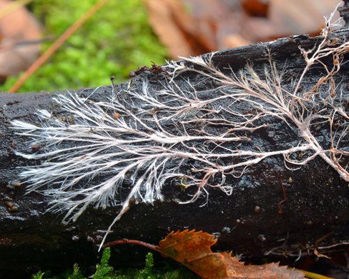 fungus